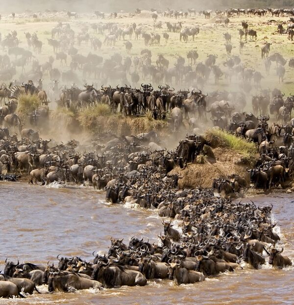 Seronera Campsite - Public Campsite In Serengeti - Nyani, Pimbi, Tumbili